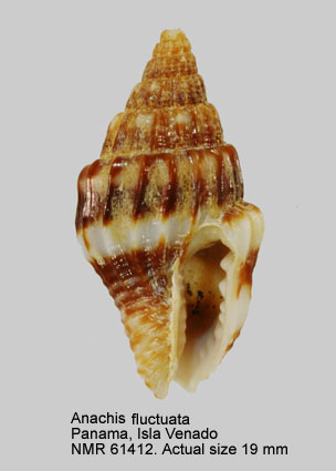 Anachis fluctuata (3).jpg - Anachis fluctuata(G.B.Sowerby,1832)